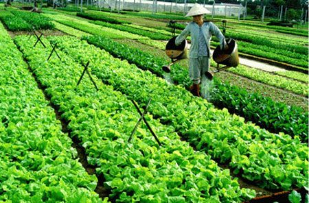 72 percent of agricultural cooperatives in Ho Chi Minh City to get successful